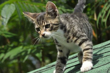 Naklejka na ściany i meble Young striped cats jumping and playing with toys. Little cozy pet.