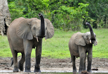Fototapeta na wymiar The elephant calf with elephant cow The African Forest Elephant, Loxodonta africana cyclotis. At the Dzanga saline (a forest clearing) Central African Republic, Dzanga Sangha
