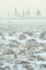 Snowstorm in tundra landscape with trees. low visibility conditions due to a snow storm in tundra...