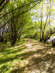 Obraz premium Path in the forest, intertwined trees 