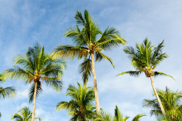 Palms on the beach. Atlantic Ocean shore