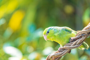 A small Forpus parrot perched on a vine. Parrot (forpus passerinus) perched on a branch or vine.