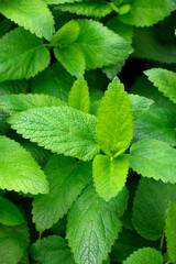 Fototapeta na wymiar Fresh green leaves of mint, lemon balm, peppermint top view. Mint leaf texture. Ecology natural layout. Mint leaves pattern spearmint herbs nature background