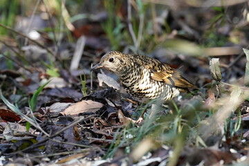 scaly thrush on the grass field