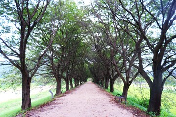 path with tree-tunnel in the park