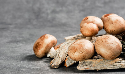 Mushrooms royal brown champignon on a dark background.Close-up, selective focus