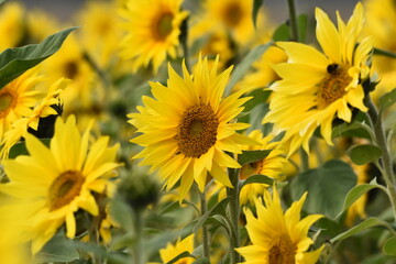Sunflower plantation. Industrial use for the production of sunflower oil.