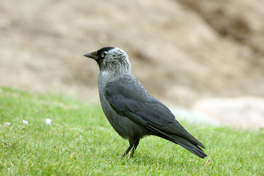 The western jackdaw (Coloeus monedula), Eurasian jackdaw, the European jackdaw, or simply the jackdaw, is a passerine bird in the crow family.