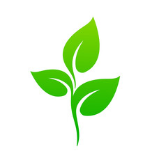 beautiful lush green plant seedling