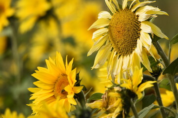 Sunflower plantation. Industrial use for the production of sunflower oil.