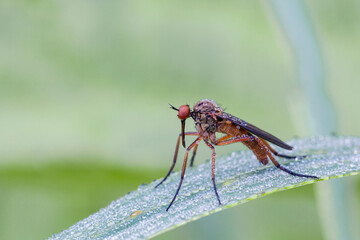 Empididae is a family of flies  They are mainly predatory flies like most of their relatives in the Empidoidea,