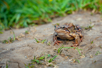The true frogs, family Ranidae, have the widest distribution of any frog family..
