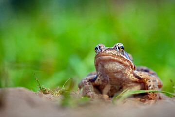 The true frogs, family Ranidae, have the widest distribution of any frog family..