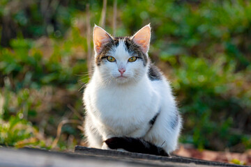 Naklejka na ściany i meble The cat is sitting in the garden basking in the sun
