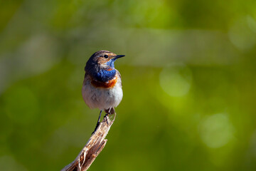 The bluethroat (Luscinia svecica) is a small passerine bird that was formerly classed as a member of the thrush family Turdidae,