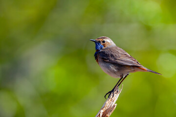 The bluethroat (Luscinia svecica) is a small passerine bird that was formerly classed as a member of the thrush family Turdidae,