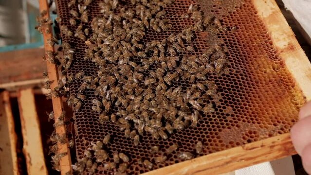 Wax frames with bees and honey. The beekeeper works in his business. Healthy product. Smoker create smoke to calm the colony of bees. the beekeeper controls the work of bees. Support bee life. Leisure