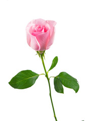Obraz premium beautiful pink rose flowers isolated on white background