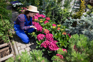 A worker checks the inflorescence of a pink hydrangea. Garden Shop.