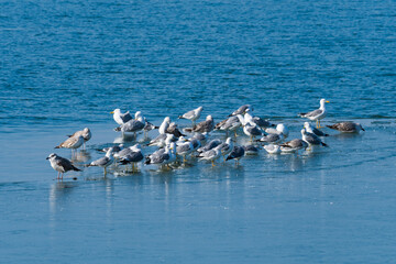 A Group of Seagulls Resting on the Icy Lake in Mid-Winter