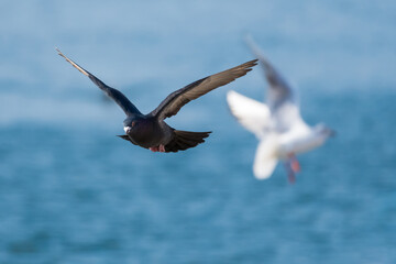A Grey Pigeon Gracefully Flying above the Lake away from a White Gull