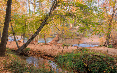 Fototapeta premium A stream flows through the wilderness area in Sedona, Arizona in the western part of USA. Its Autumn season and the trees are turning colors of bright orange an yellow the beauty is unique