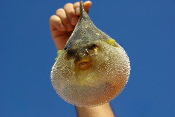 Frontal view of a pufferfish on a blue background. Inflated puffer fish against the blue sky. A man holds a puffer fish in his hand. Fishing on the island of Sri Lanka.