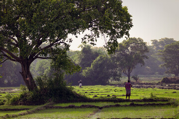 Rice Field 
