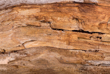 texture of bark wood use as natural background.