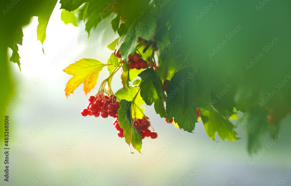 Poster Viburnum berries and leaves outdoor in autumn fall. Bunch of red viburnum berries on a branch. Red viburnum vulgaris branch in the garden