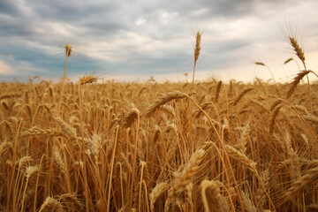 Fototapeta na wymiar Wheat field at sunset. Beautiful evening landscape. Spikelets of wheat turn yellow. Magic colors of sunset light