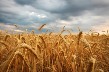 Wheat field at sunset. Beautiful evening landscape. Spikelets of wheat turn yellow. Magic colors of sunset light