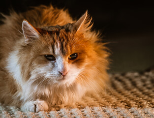 red  Cat Lying with kind eyes on isolated dark Background