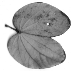 Abstract macro photo of plant's leaves. Black and white. Minimalism.Trendy minimalist black...