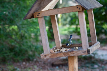 Tit and bird feeder in the winter park. Bird. Human concern for birds.