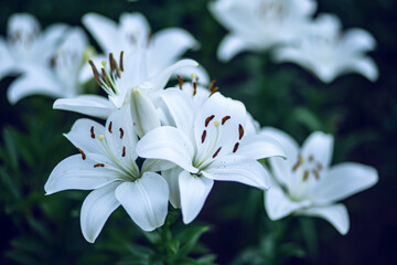 Close-up of white lily flowers. Blurred background.	