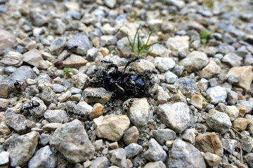 Black Garden Ants (Lasius niger) attacking a large black beetle
