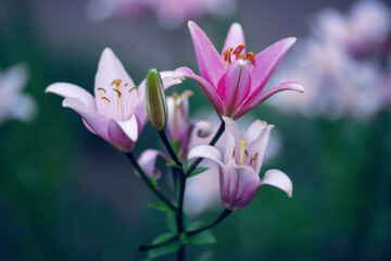 Close-up of pink lily flowers. Blurred background.
