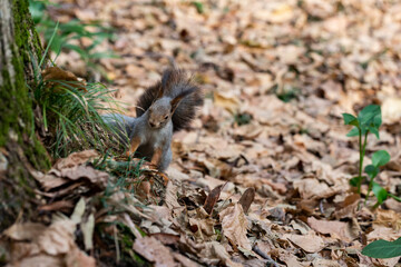 Naklejka na ściany i meble Funny fluffy squirrel with nut in teeth on a ground covered with colorful leaves on magical autumn background.