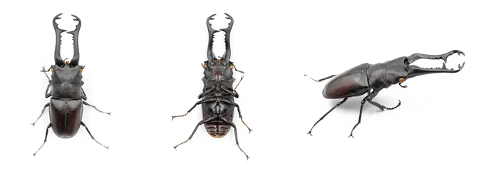 Foto op Plexiglas View of Stag beetle, one of insect in Thailand on isolated white background © pnuar006