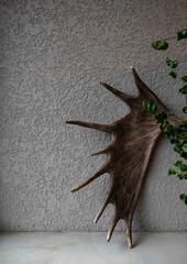 wild moose antler and green on the floor