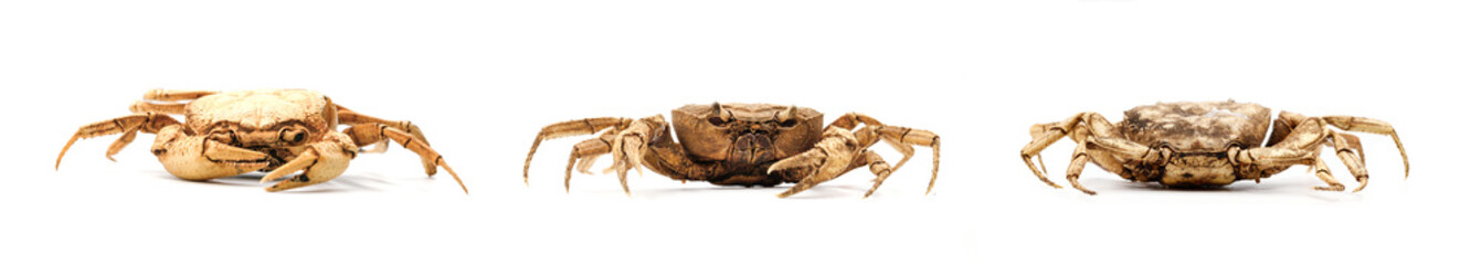 front and back view of waterfresh crab