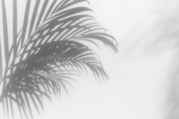 Palm tree leaf black shadow on white texture wall, gray tropical leaves reflection on light surface, abstract plant branch shade, summer nature backdrop, monochrome natural floral pattern background