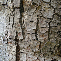 texture of fracture on the tree bark.