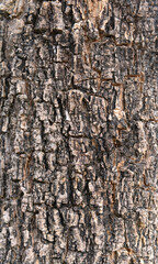 texture of fracture on the tree bark.