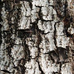 texture of fracture on the tree bark.