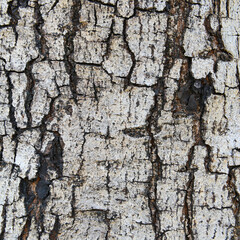 texture of fracture on the tree bark.