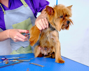 A female groomer cuts the claws of a Yorkshire Terrier dog