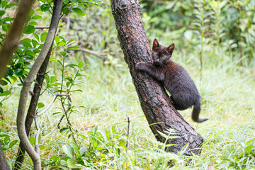 木登りする子供の黒ネコ