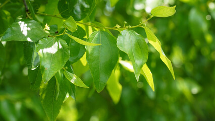 Fototapeta na wymiar Jujube tree leaves